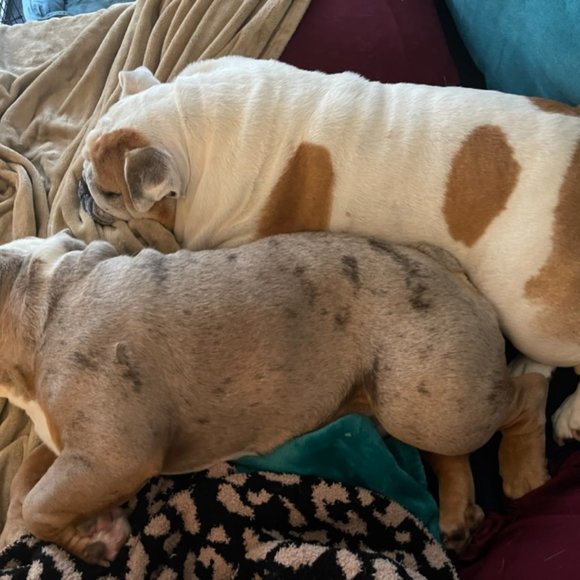 Mother of Bulldogs - Picture 5 of 8